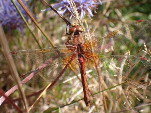 Réf. 326 448 : Sympetrum flaveolum